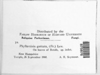 Phyllactinia guttata image